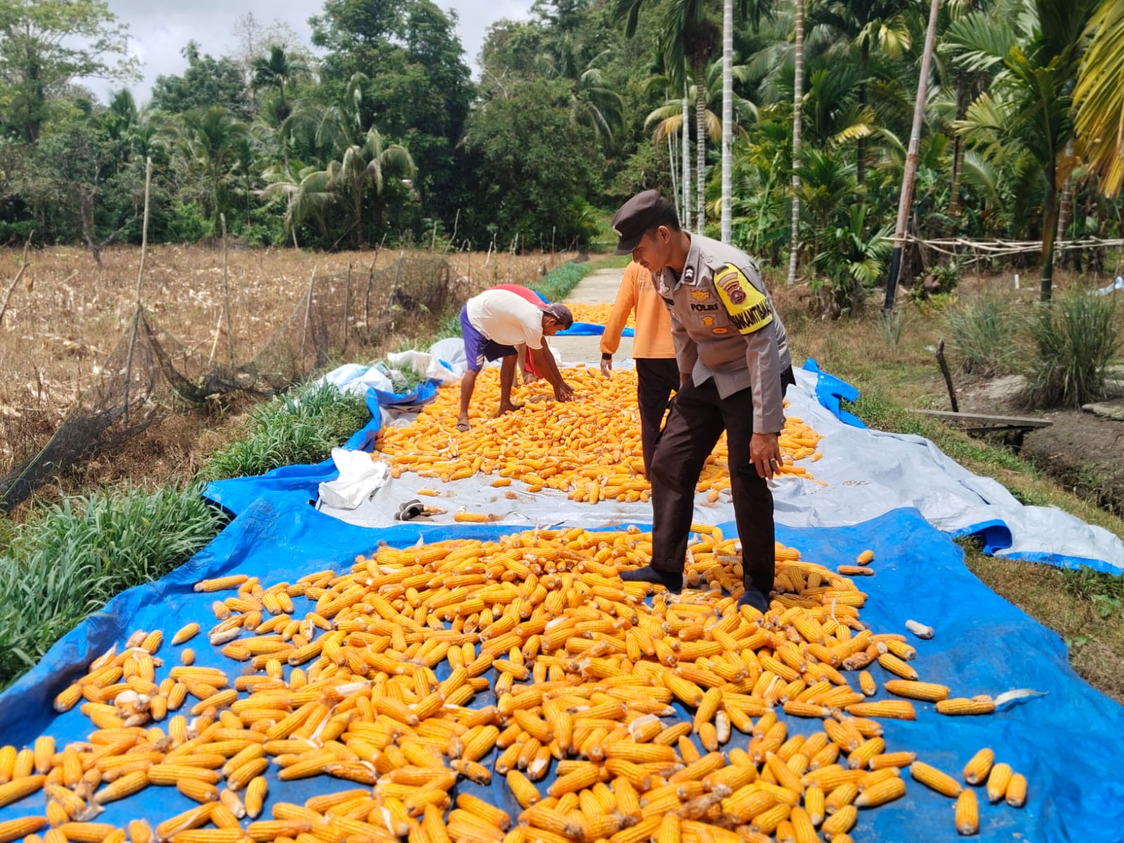 Panen Jagung Sukses, Polsek Sipora Polres Mentawai Dukung Swasembada Pangan